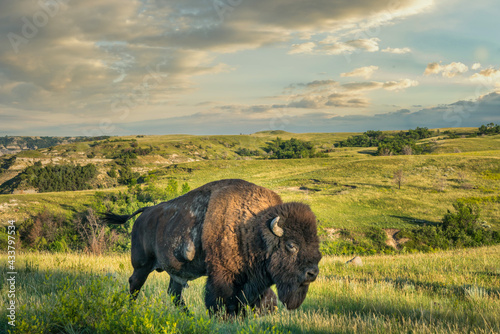 Large male Bison in the Theodore Roosevelt National Park - North Unit  - North Dakota Badlands - buffalo photo
