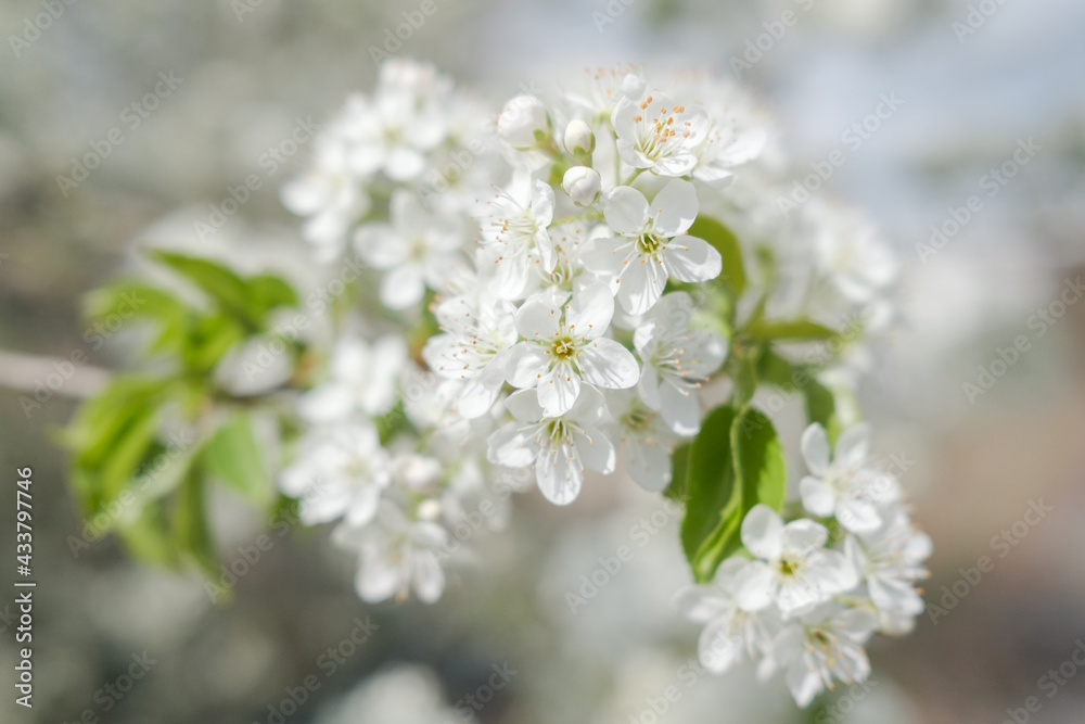 White cherry blossoms in spring, Callery pear blossoms, White cherry blossoms in spring, Callery pear blossoms,