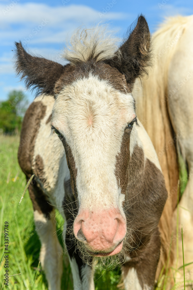 Fototapeta premium Portrait of a foal in a pasture.