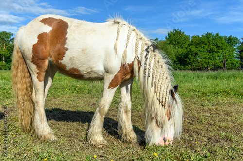 Irish cob horse in a pasture. photo