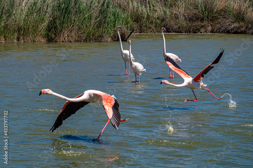 Pink flamingo taking off into flight just above water