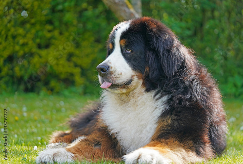 Fototapeta Naklejka Na Ścianę i Meble -  Huge Bernese Mountain Dog in the garden tongue out