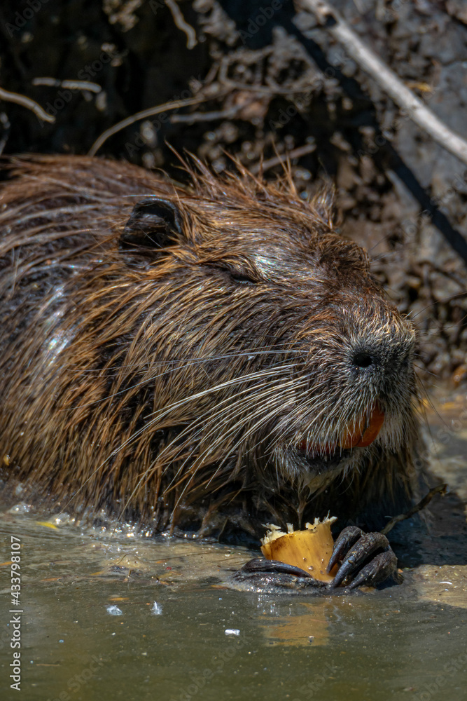 Coypu Aka Nutria or Swamp rat eating some roots inside the water