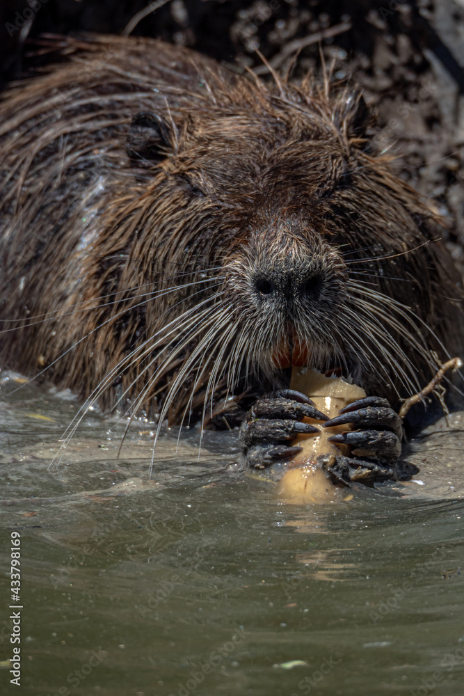 Coypu Aka Nutria or Swamp rat eating some roots inside the water Coypu Aka Nutria or Swamp rat eating some roots inside the water
