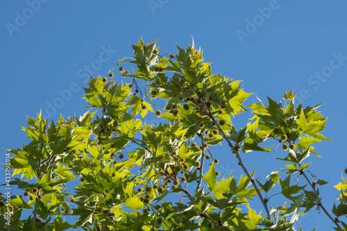 plane tree branches and leaves, blue sky, sycamore