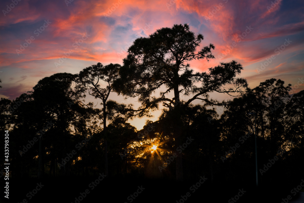 Trees silouetted aganist a colorful sunset sky in Southwest Florida USA