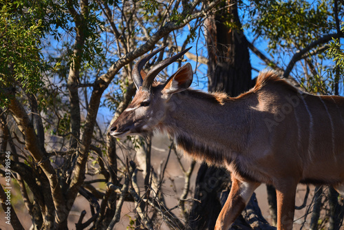 A greater kudu (Tragelaphus strepsiceros) on the woodlands of Kruger National Park, South Africa photo