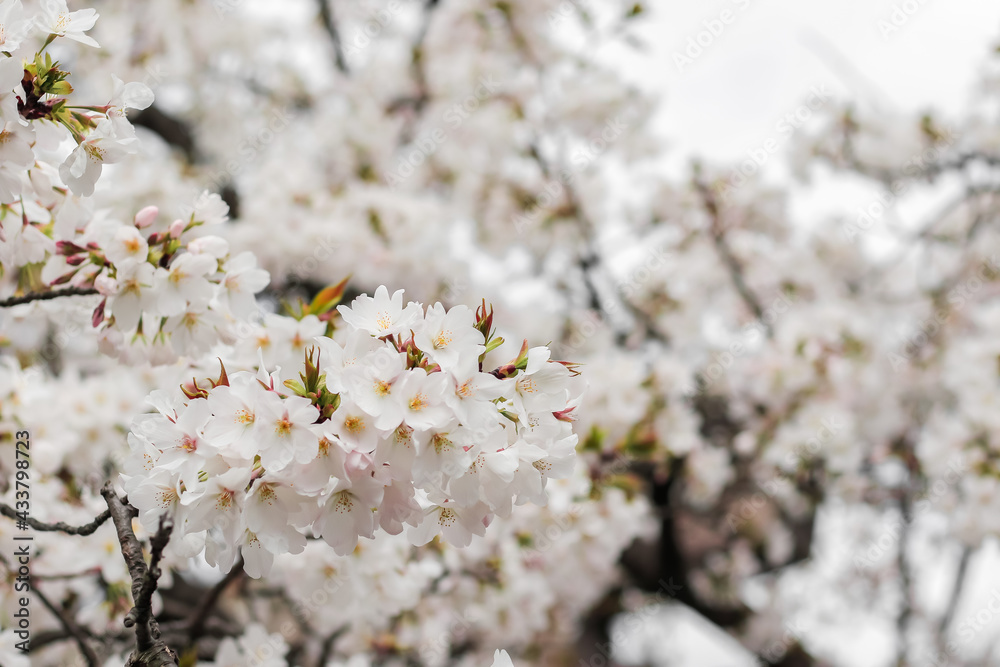 White cherry blossom in Osaka, Japan White cherry blossom in Osaka, Japan