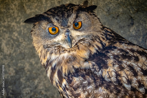 Owl inside cave at rehabilitation center