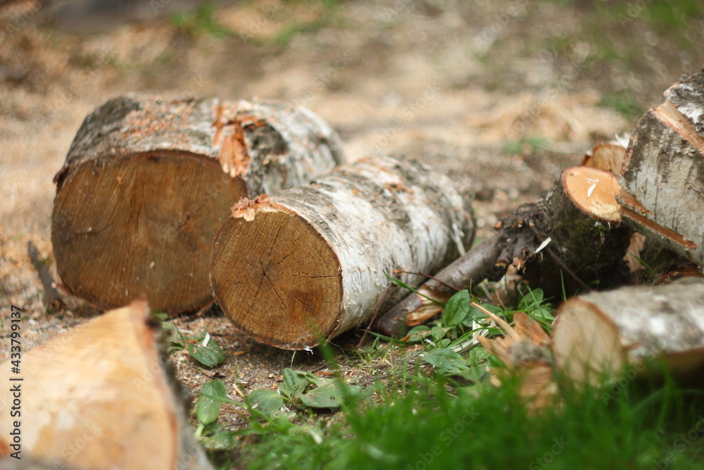 cut logs in forest