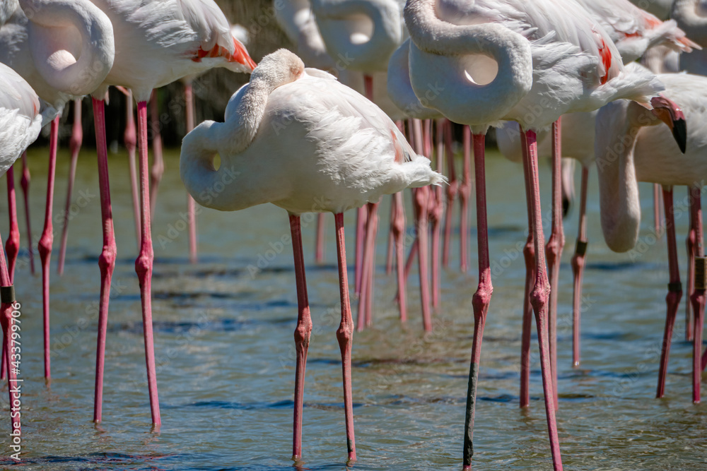 Flamingos in bird park / wildlife sanctuary in the camargue, South France