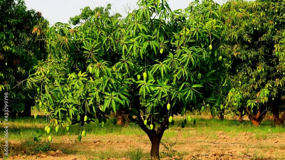 Mango Fruit Hanging From Tree In gujarat india,fresh mangoes hold on the tree,small Kesar mango (keri) fruit hanging on tree in Mango garden