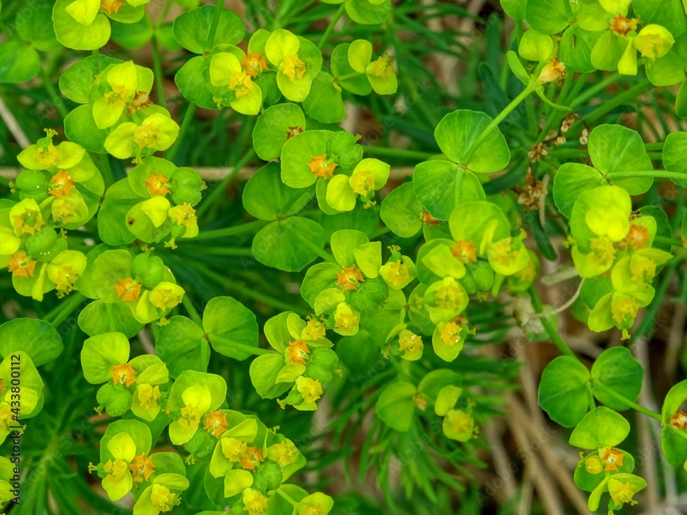 Obraz premium Parterre végétal.