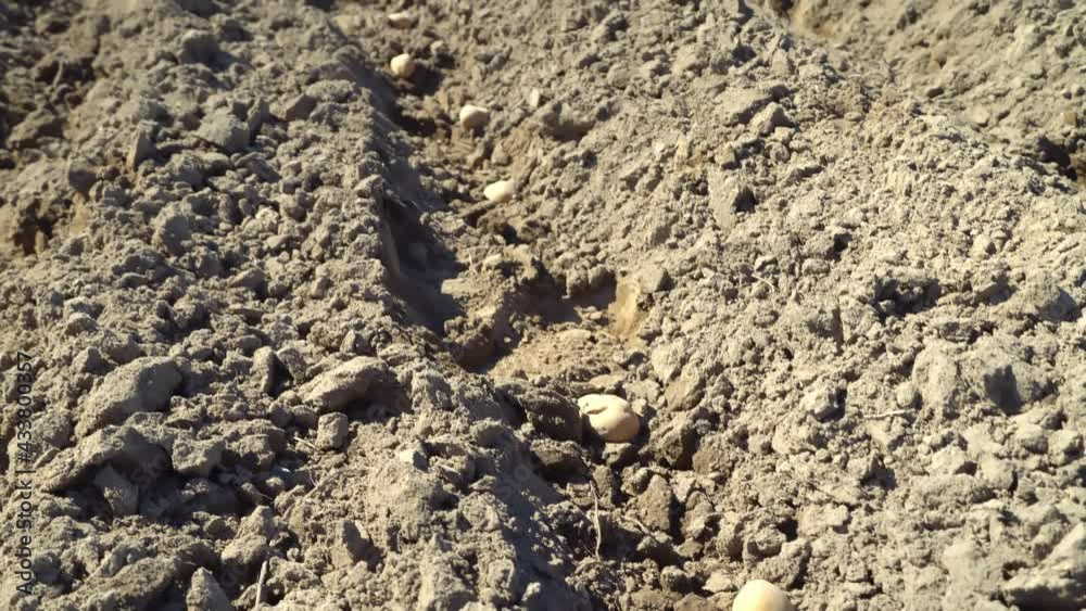 Planting potatoes by hand. Planting potatoes in an organic field prepared for planting. Planting potatoes with your hands in furrowed rows. camera movement. Planting potatoes by hand. Planting potatoes in an organic field prepared for planting. Planting potatoes with your hands in furrowed rows. camera movement.