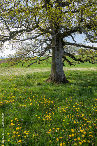 vieux ch  ne solitaire dans un champs au printemps