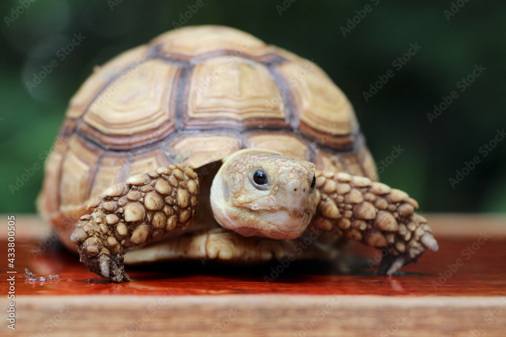 African Sulcata Tortoise Natural Habitat,Close up African spurred tortoise resting in the garden, Slow life ,Africa spurred tortoise sunbathe on ground with his protective shell ,Beautiful Tortoise African Sulcata Tortoise Natural Habitat,Close up African spurred tortoise resting in the garden, Slow life ,Africa spurred tortoise sunbathe on ground with his protective shell ,Beautiful Tortoise