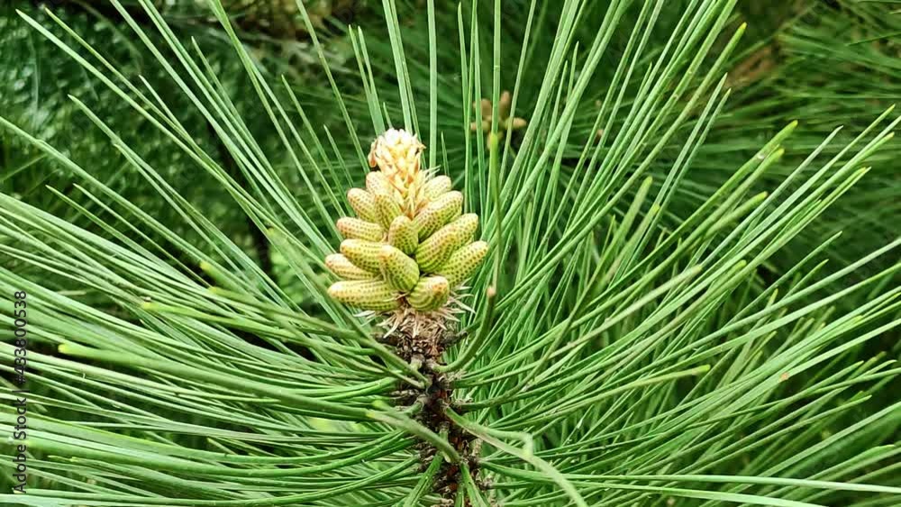 Spring, a young pine cone and large needles swing in the wind . High quality 4k footage Spring, a young pine cone and large needles swing in the wind . High quality 4k footage