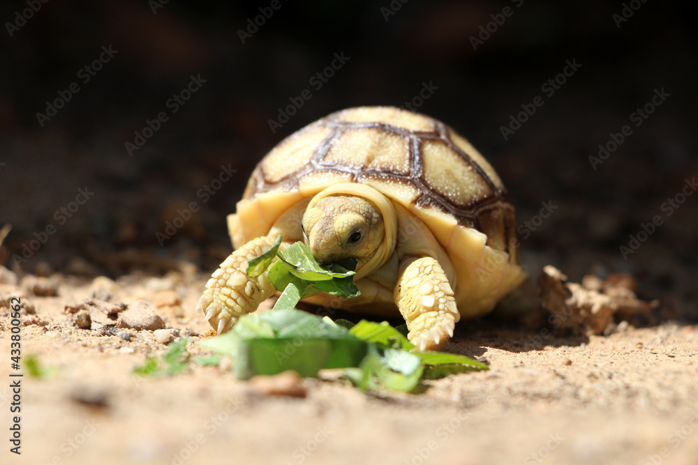 Fototapeta premium African Sulcata Tortoise Natural Habitat,Close up African spurred tortoise resting in the garden, Slow life ,Africa spurred tortoise sunbathe on ground with his protective shell ,Beautiful Tortoise