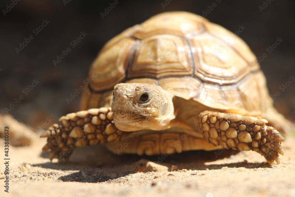 African Sulcata Tortoise Natural Habitat,Close up African spurred tortoise resting in the garden, Slow life ,Africa spurred tortoise sunbathe on ground with his protective shell ,Beautiful Tortoise African Sulcata Tortoise Natural Habitat,Close up African spurred tortoise resting in the garden, Slow life ,Africa spurred tortoise sunbathe on ground with his protective shell ,Beautiful Tortoise