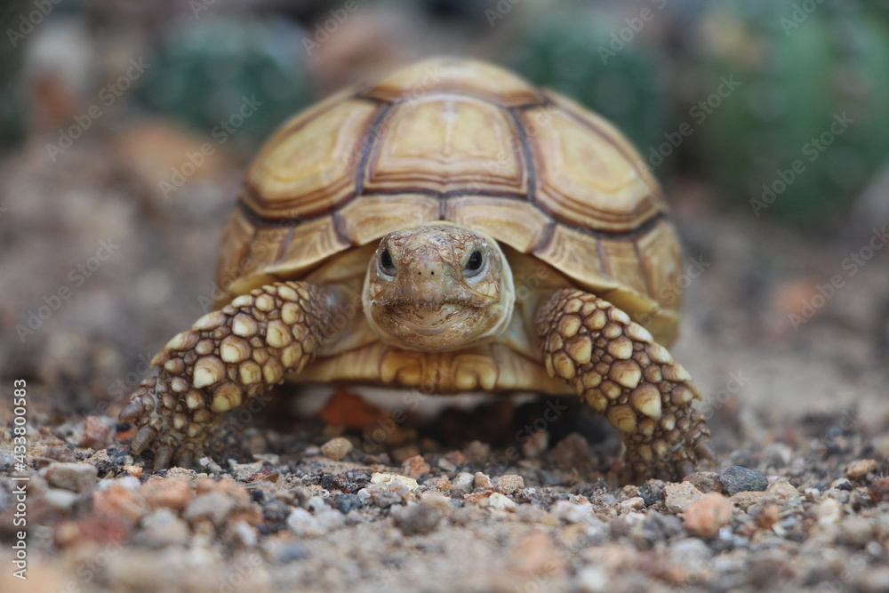 Obraz premium African Sulcata Tortoise Natural Habitat,Close up African spurred tortoise resting in the garden, Slow life ,Africa spurred tortoise sunbathe on ground with his protective shell ,Beautiful Tortoise