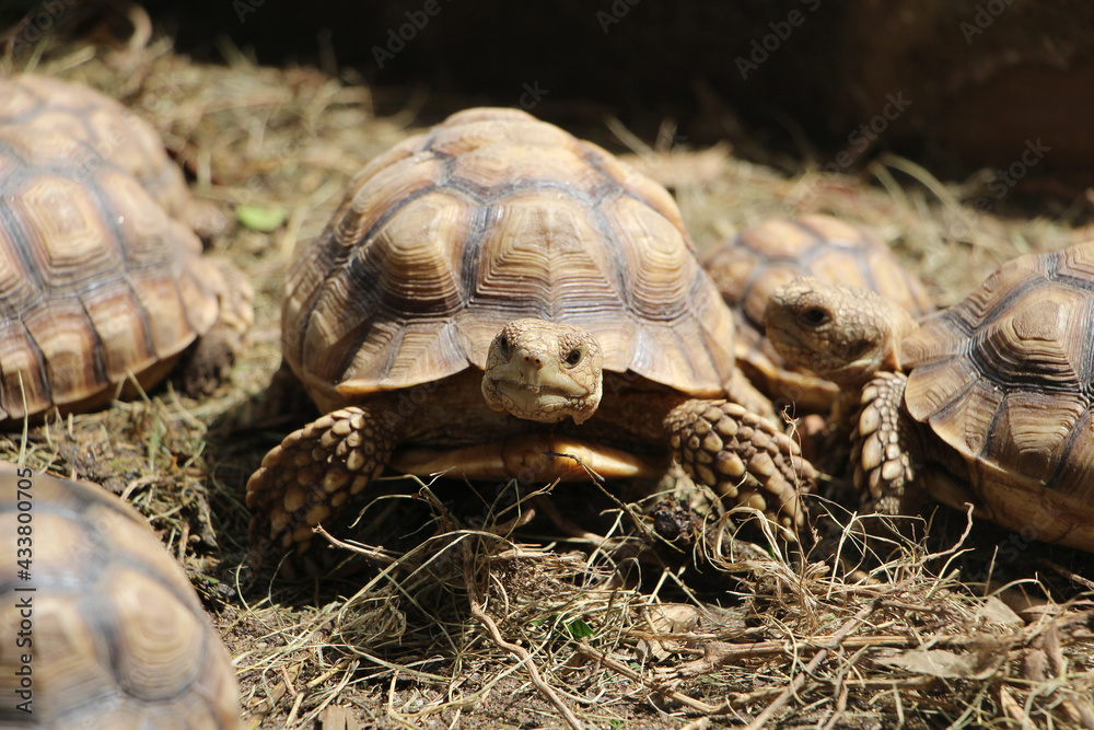 African Sulcata Tortoise Natural Habitat,Close up African spurred tortoise resting in the garden, Slow life ,Africa spurred tortoise sunbathe on ground with his protective shell ,Beautiful Tortoise African Sulcata Tortoise Natural Habitat,Close up African spurred tortoise resting in the garden, Slow life ,Africa spurred tortoise sunbathe on ground with his protective shell ,Beautiful Tortoise