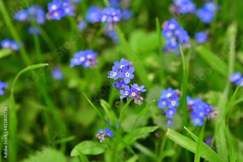 Very nice blue forget-me-not flowers in our rock  © nagygabi1