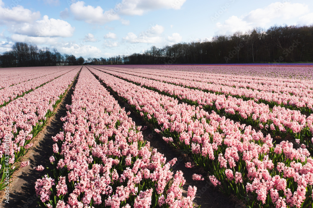 tulip field in holland