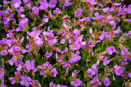 Lilacbush violet flowers