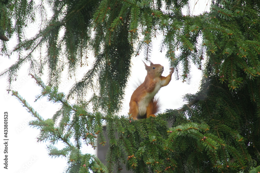 Fototapeta premium Eichhörnchen