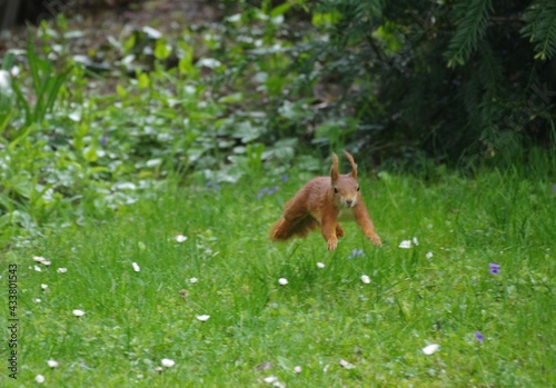 Eichhörnchen im Sprung 