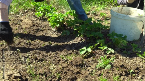 Close-up view of a hoe in the mud, weeding between strawberries. Weeding with a hoe between rows photo