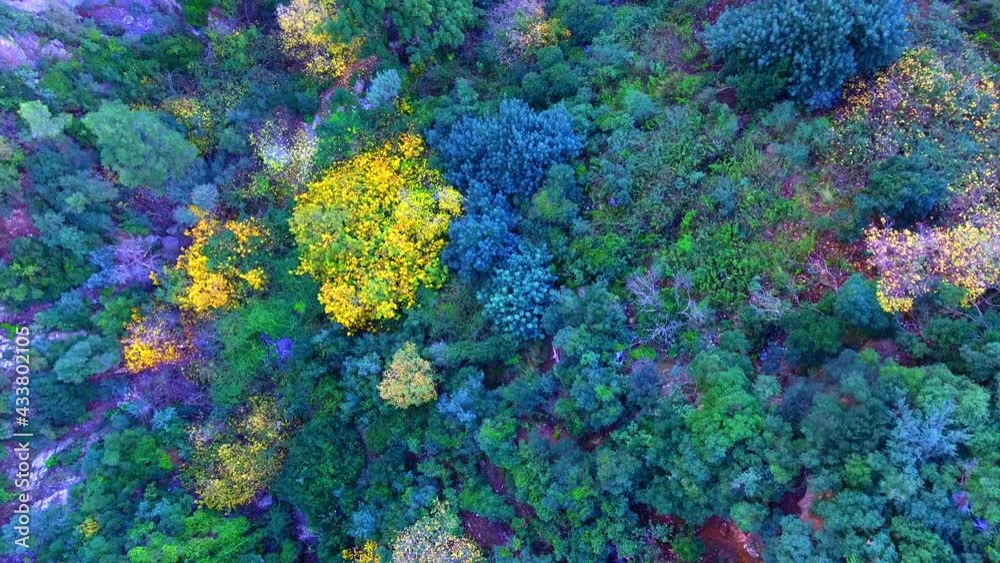 Ruisseau des singes chiffa, Blida Algérie