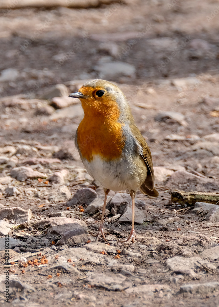 European robin, known simply as the robin or robin redbreast, Erithacus rubecula European robin, known simply as the robin or robin redbreast, Erithacus rubecula