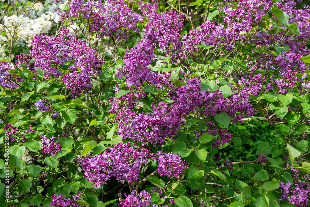Obraz premium Blume