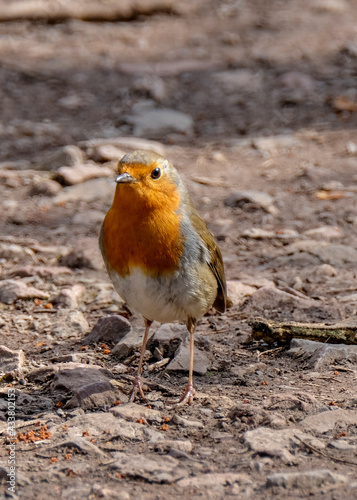 European robin, known simply as the robin or robin redbreast, Erithacus rubecula