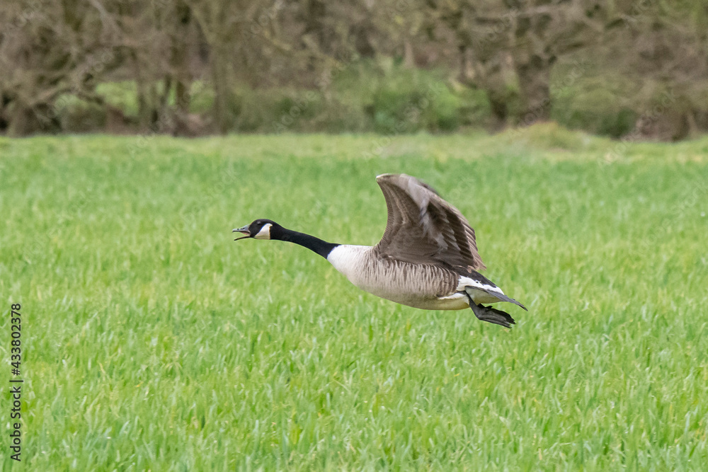 Canadian Geese in Flight