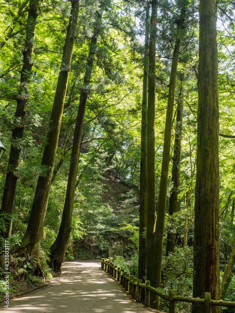 Obraz premium 箕面大滝に向かう道