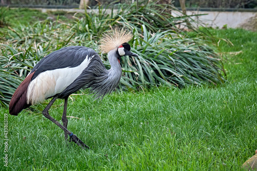 Kronenkranich ( Balearica pavonina ) . photo