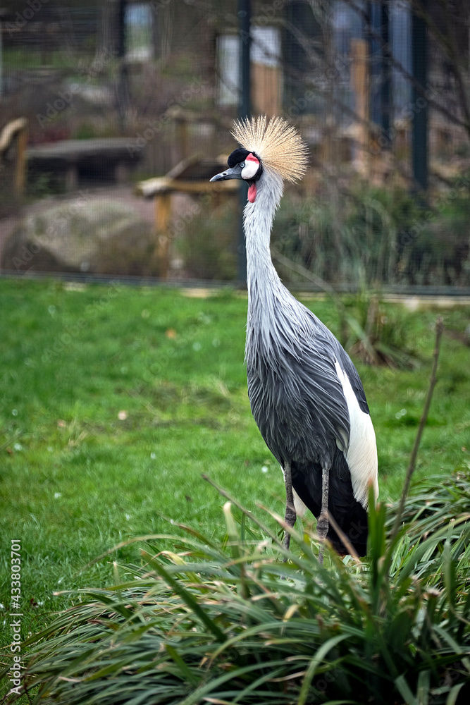 Naklejka premium Kronenkranich ( Balearica pavonina ) .