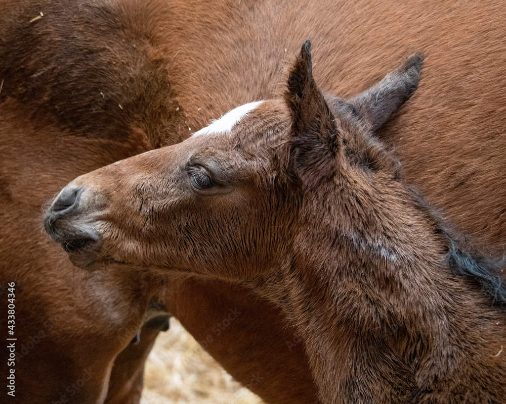 Fototapeta premium New Born Foal