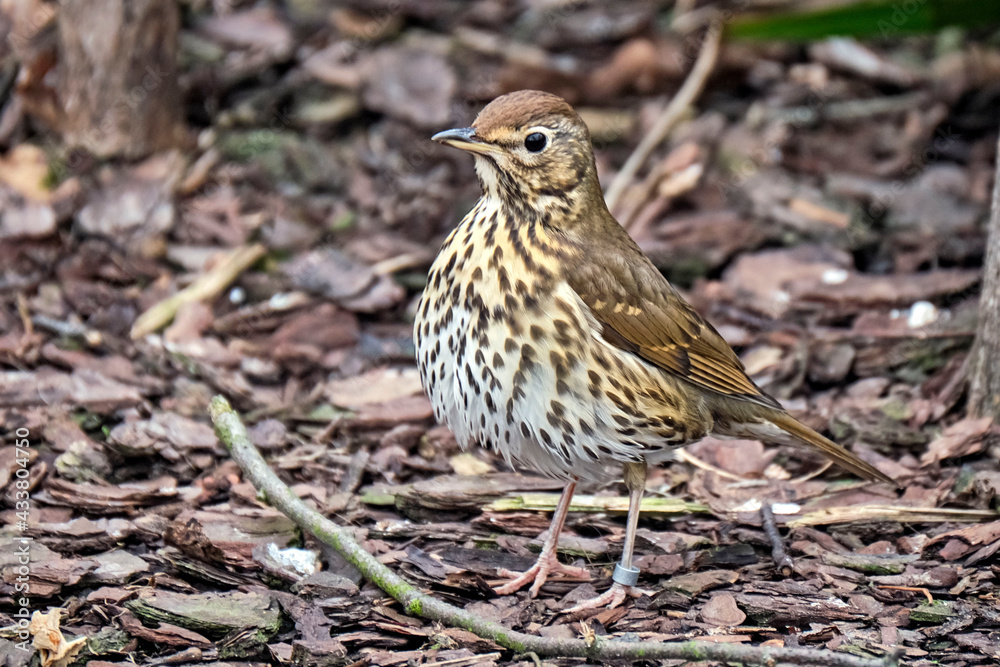 Singdrossel ( Turdus philomelos ). Singdrossel ( Turdus philomelos ).