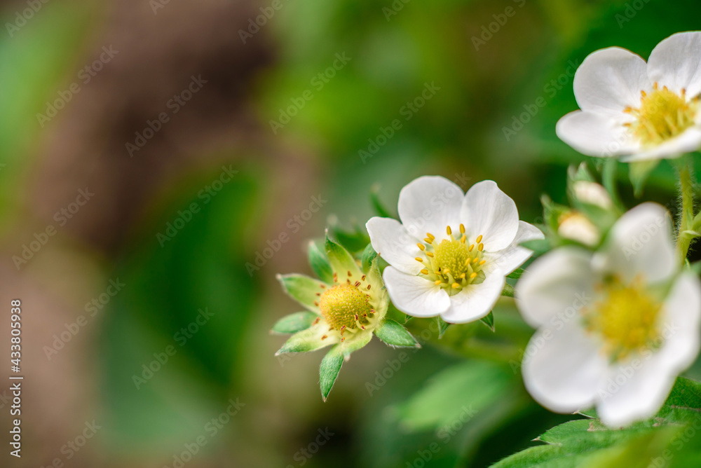 Beautiful white flowers against the background of green plants. Summer background Beautiful white flowers against the background of green plants. Summer background