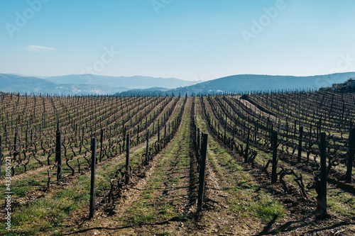 Vineyard in Provesende, Portugal