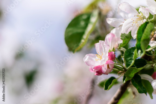 Beautiful white flowers against the background of green plants. Summer background