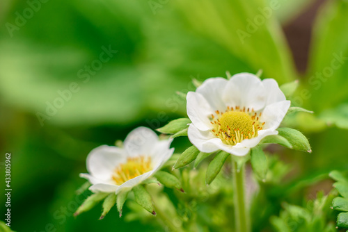 Beautiful white flowers against the background of green plants. Summer background