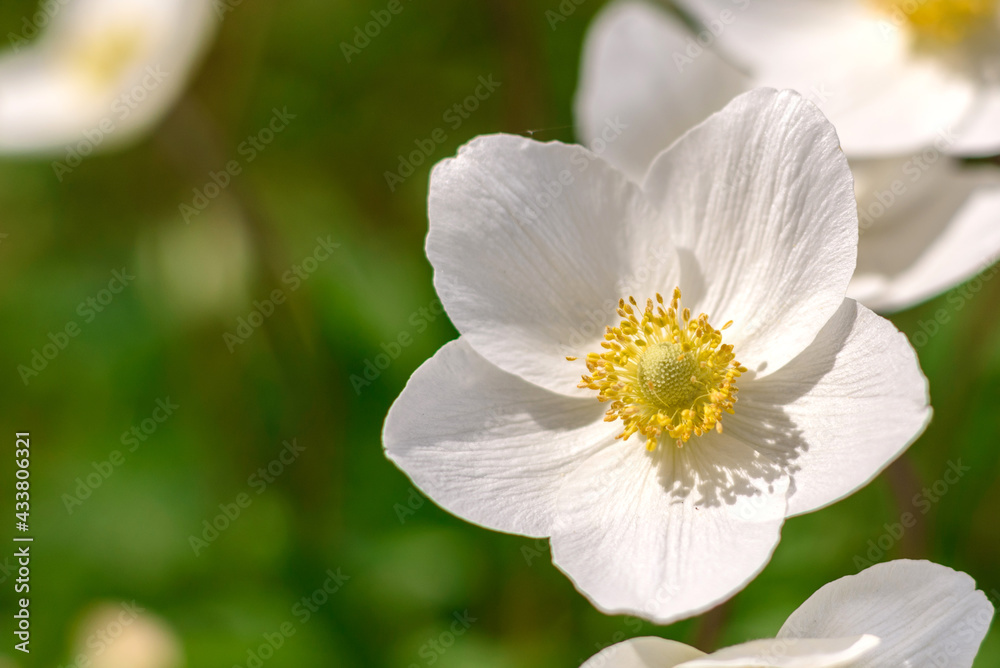 Beautiful white flowers against the background of green plants. Summer background Beautiful white flowers against the background of green plants. Summer background