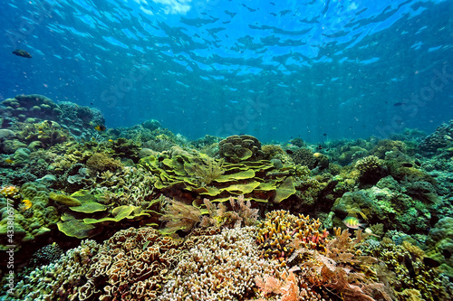 Fototapeta Naklejka Na Ścianę i Meble -  A picture of the coral reef