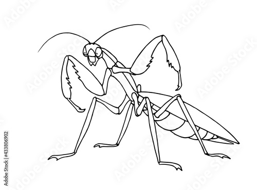 mantis before attack, invertebrate insect, voracious predator, funny character, vector illustration with contour lines in black ink isolated on a white background in cartoon and hand drawn style
