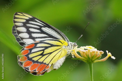 butterfly on flower