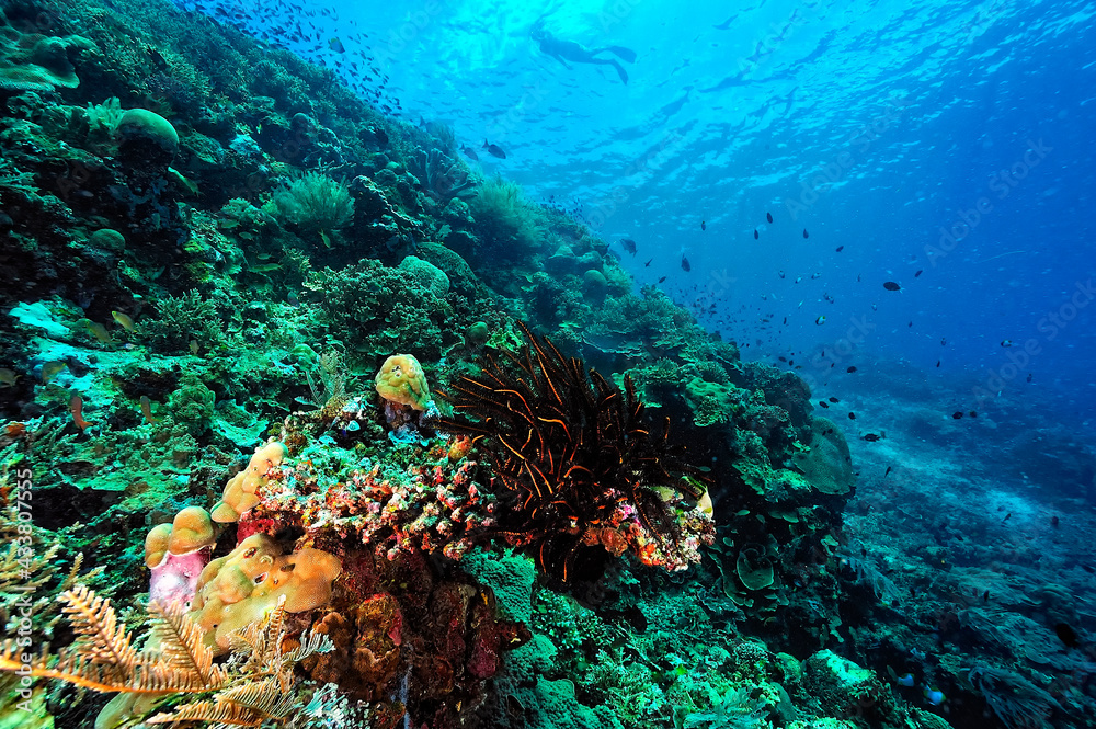 Fototapeta premium A picture of the coral reef